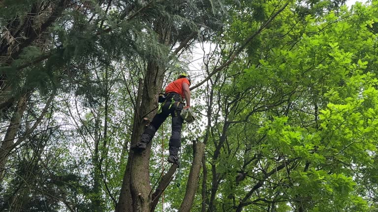 Best Fruit Tree Pruning  in Mountain Road, VA